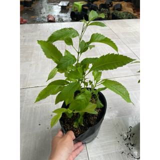 Cây giống hoàng yến(chuông vàng)