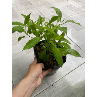 Cây giống hoàng yến(chuông vàng)