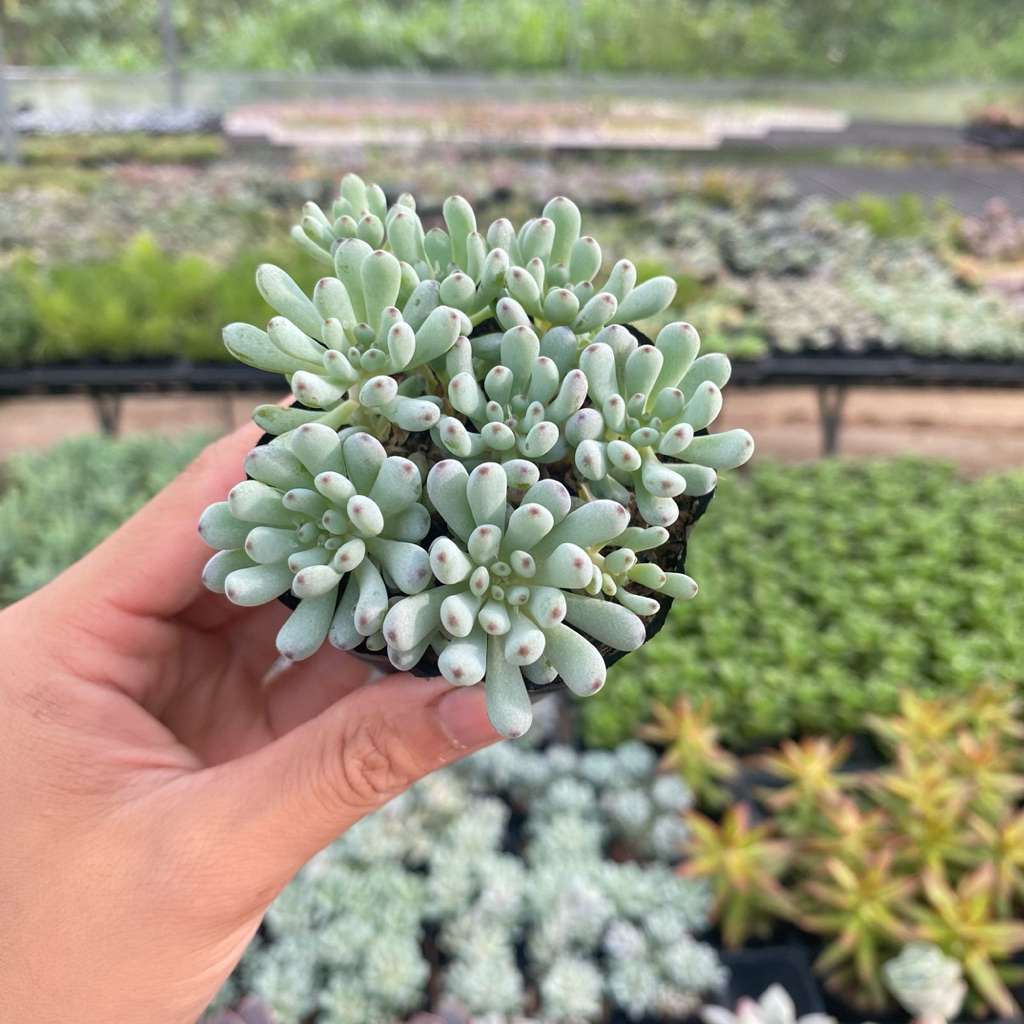 Sen đá trứng cá size bầu 3-4cm SENDABL cây cảnh trang trí