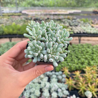 Sen đá trứng cá size bầu 3-4cm SENDABL cây cảnh trang trí