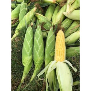 Hạt Giống bắp Mỹ ngọt cho hạt vàng óng, căng tròn, vị ngọt thanh tự nhiên.