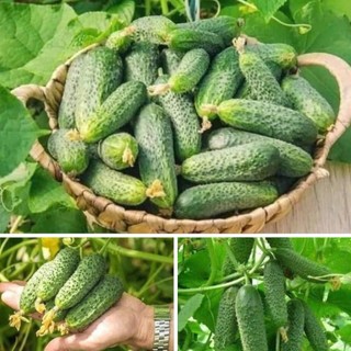 Hạt Giống Dưa Chuột Chùm – Hàng Công Ty Chất Lượng Cao