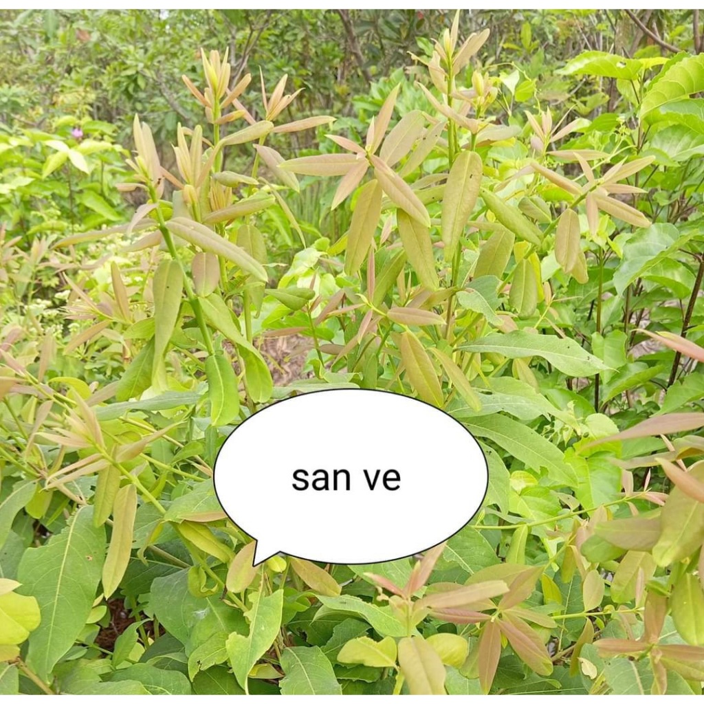 Cây săn de ăn lá - rau rừng ăn lá - rau rừng Tây Ninh