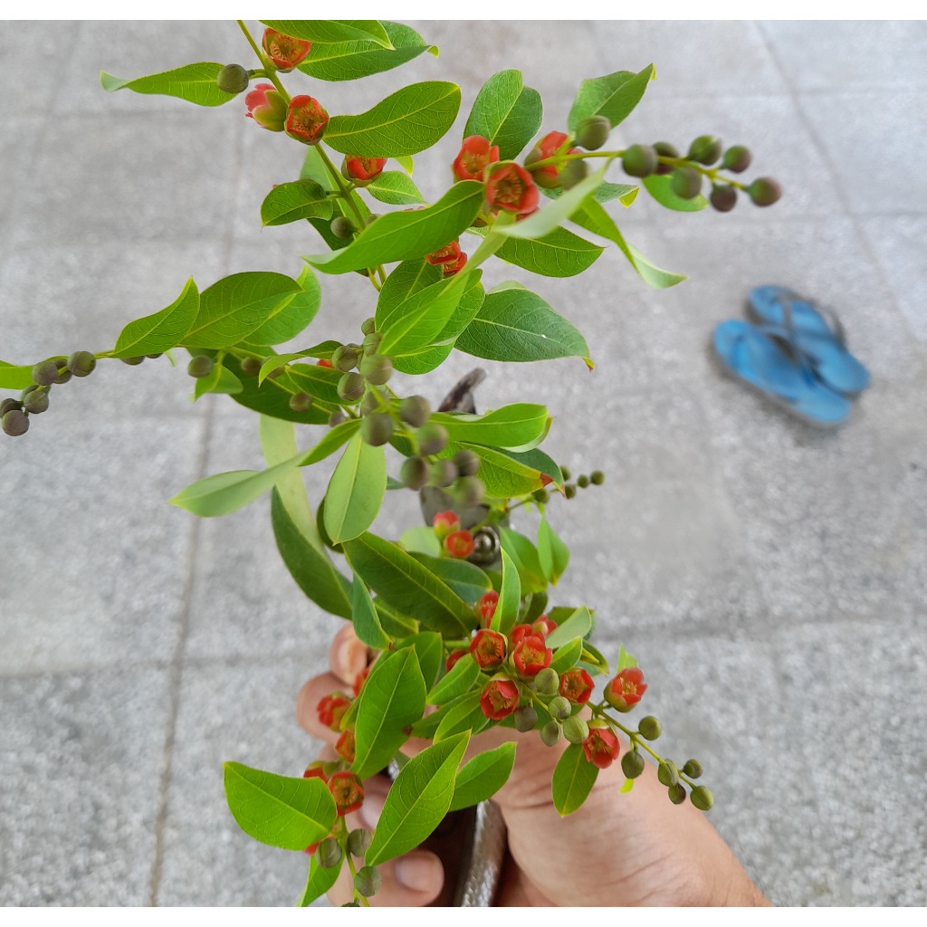 Cây săn de ăn lá - rau rừng ăn lá - rau rừng Tây Ninh