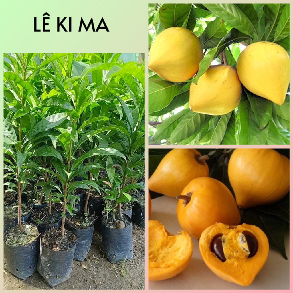 Bầu đất LÊ KI MA giống (quả trứng gà)