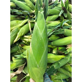 Hạt Giống bắp Mỹ ngọt cho hạt vàng óng, căng tròn, vị ngọt thanh tự nhiên.