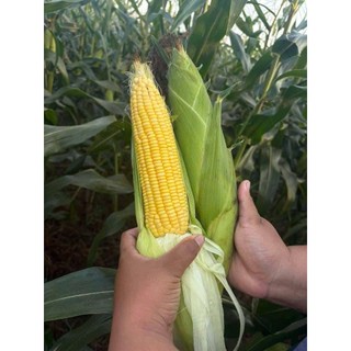 Hạt Giống bắp Mỹ ngọt cho hạt vàng óng, căng tròn, vị ngọt thanh tự nhiên.