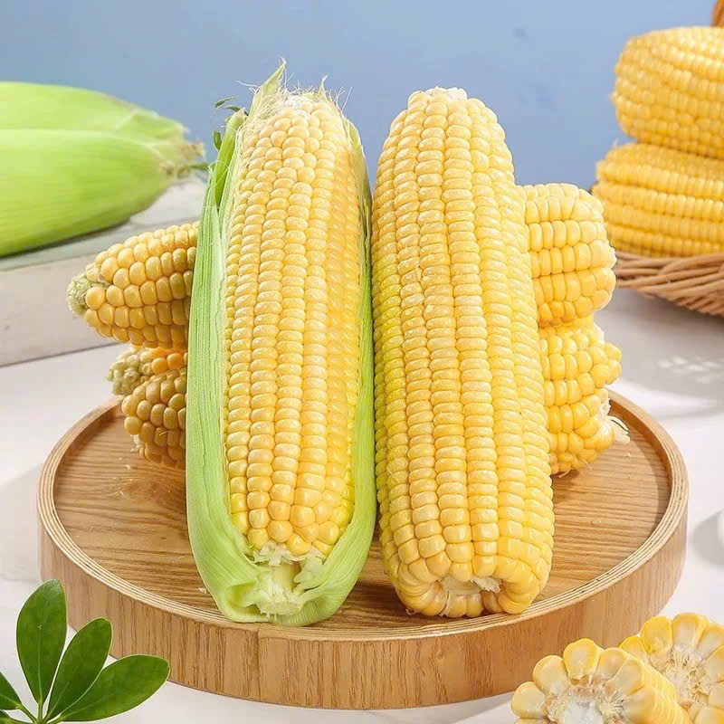 Hạt Giống bắp Mỹ ngọt cho hạt vàng óng, căng tròn, vị ngọt thanh tự nhiên.