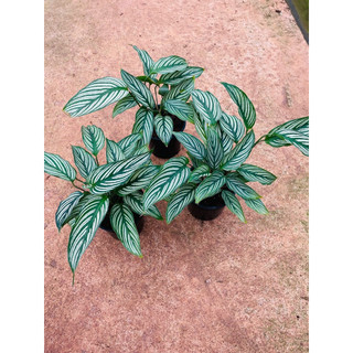 Chậu Đuôi công sọc trắng - Calathea Vittata