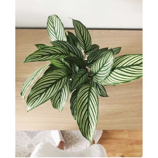 Chậu Đuôi công sọc trắng - Calathea Vittata