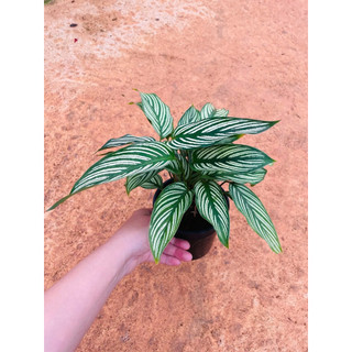 Chậu Đuôi công sọc trắng - Calathea Vittata