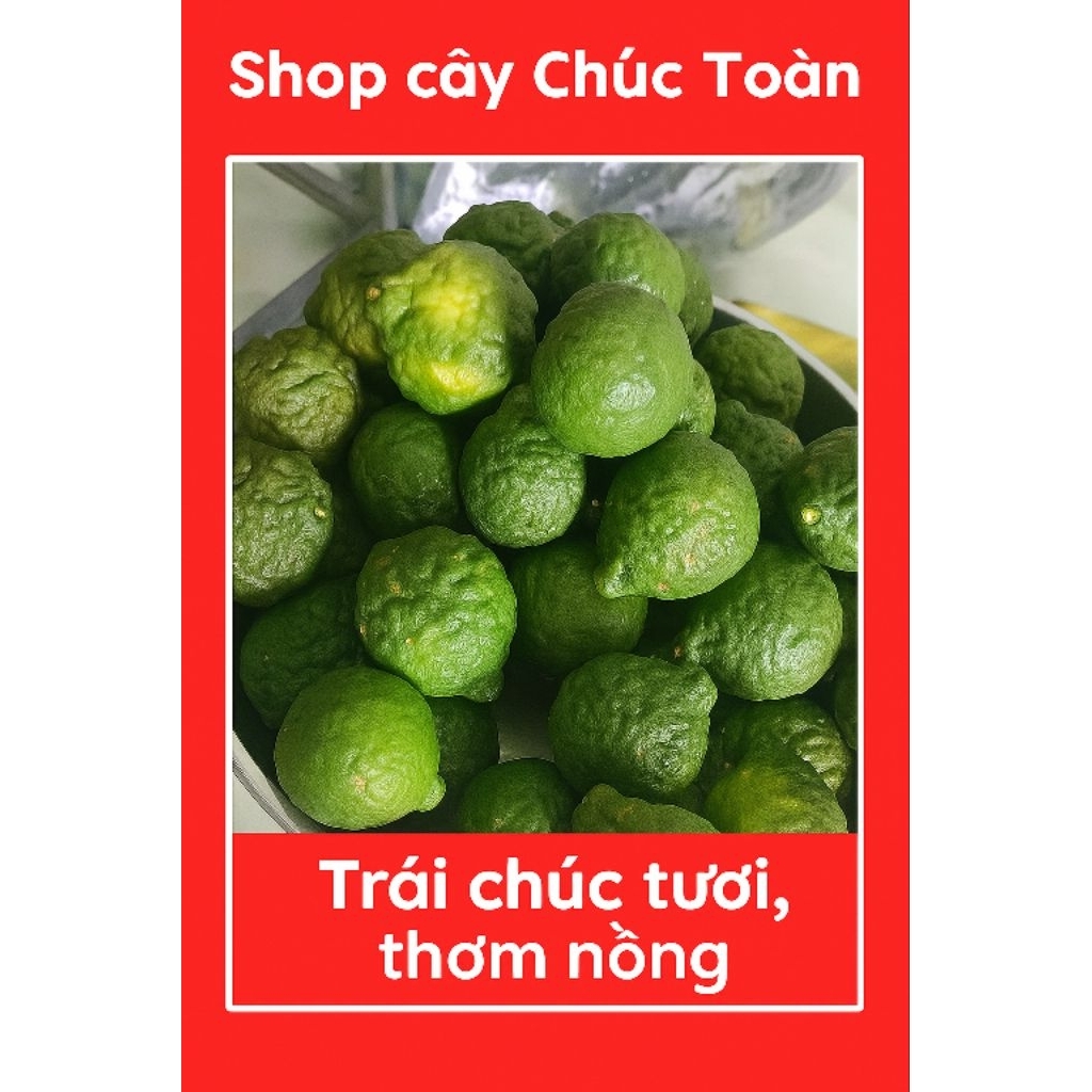 (Nước trà chanh)TRÁI CHANH THÁI/trái chúc/TRÁI CHANH CHÚC/TRÁI CHANH NÃO NGƯỜI