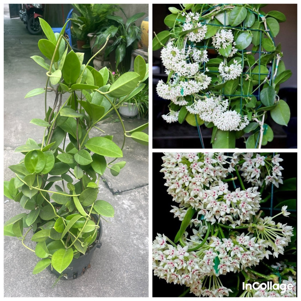 lan cẩm cù Australis giò to sai hoa