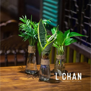 Combo 10 Lọ hoa mini thủy tinh/ Bình cắm hoa thủy tinh tặng kèm dây dừa trang trí