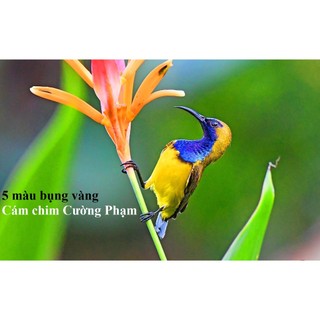 500g (Bột vào cám) Cám Hút Mật Mộc