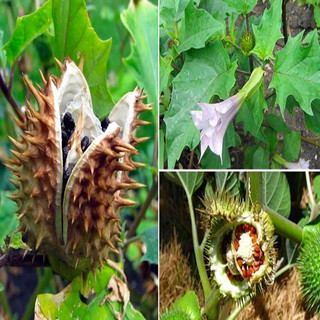 Dược Liệu TB - Hạt Cà Độc Dược Khô (Datura Metel) 100G Tốt Sâu Răng Nhà Làm