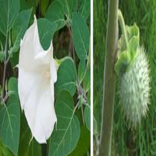 Dược Liệu TB - Hạt Cà Độc Dược Khô (Datura Metel) 100G Tốt Sâu Răng Nhà Làm