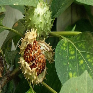 Dược Liệu TB - Hạt Cà Độc Dược Khô (Datura Metel) 100G Tốt Sâu Răng Nhà Làm