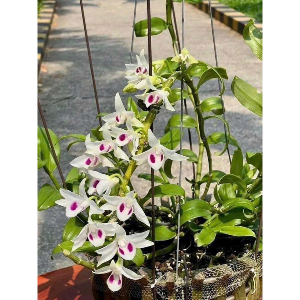 Phi điệp  5CT Bạch Tuyết