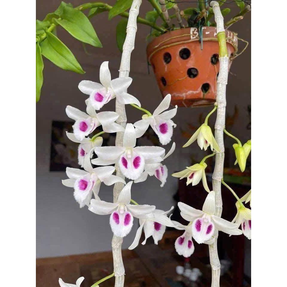 Phi Điệp 5CT Bạch Tuyết