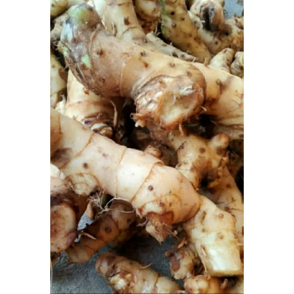 1kg củ cát lồi/mía giò tươi,mọc tự nhiên,loại to,cắt sạch sẽ