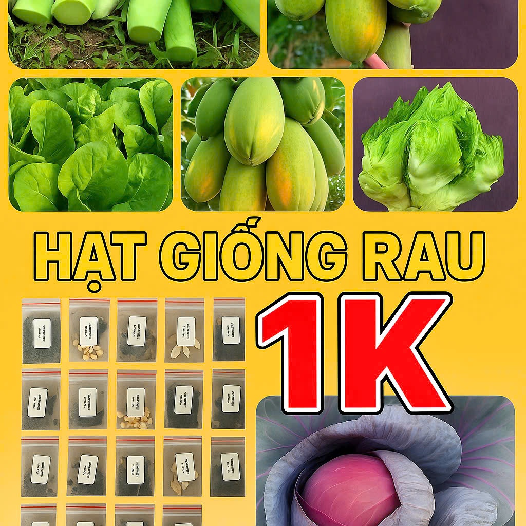 Hạt Giống Các Loại Cà – Cà Pháo trắng, xanh, tím; Cà Tím; Cà Bát; Cà Tím Siêu Trái túi zíp