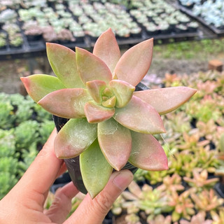 Sen đá đá đỏ size bầu 4-5cm SENDABL dễ trồng, full nắng mưa
