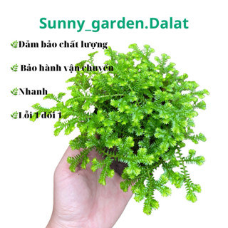  Chậu rêu san hô nhỏ - Ghép lan hay làm tiểu cảnh đều đẹp 