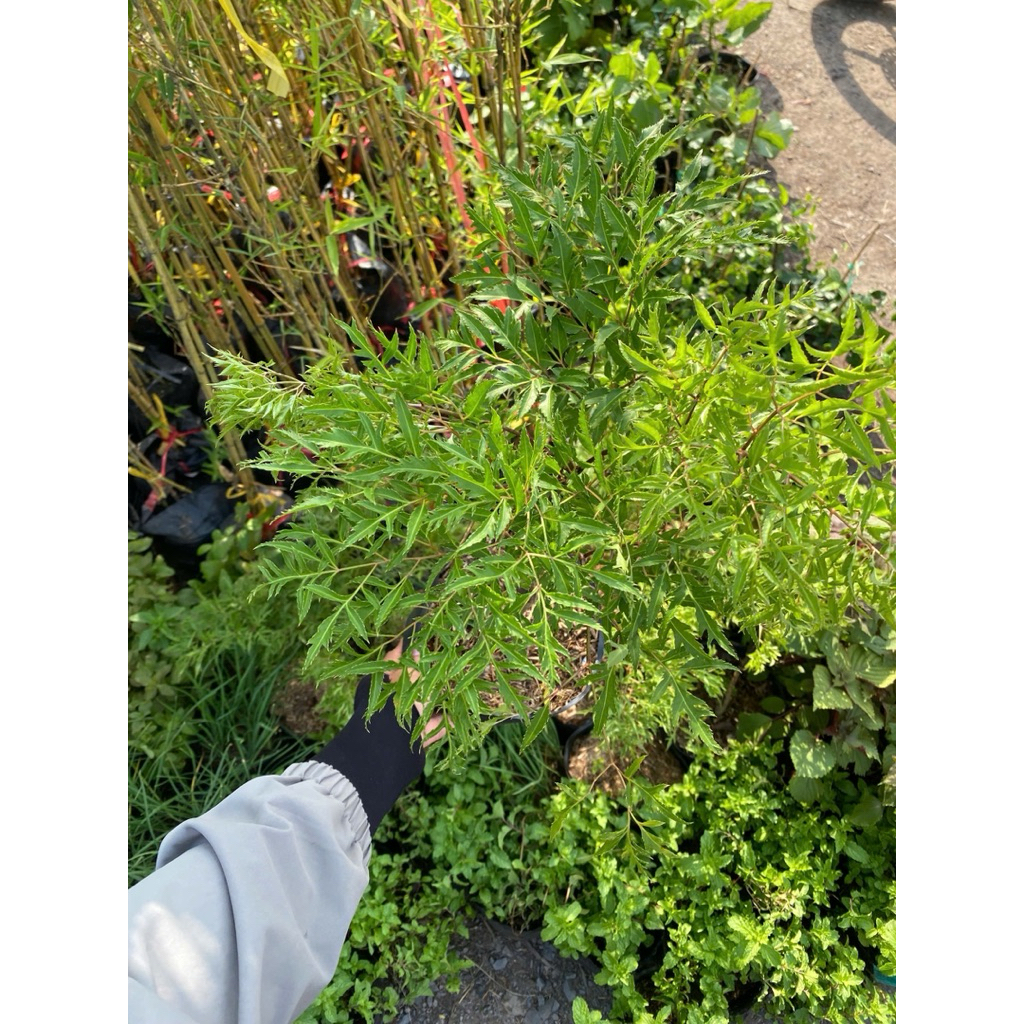 CÂY GIỐNG Đinh Lăng lá nhỏ, Đinh Lăng nếp cây to bầu lớn cây chắc khoẻ