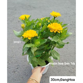 (VHST giao trong ngày) CÂY HOA CÚC LÁ NHÁM.
