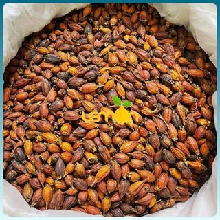  1Kg Quả dành dành khô - Chi tử khô tạo màu vàng tự nhiên cho xôi chè gà ủ muối rau câu 