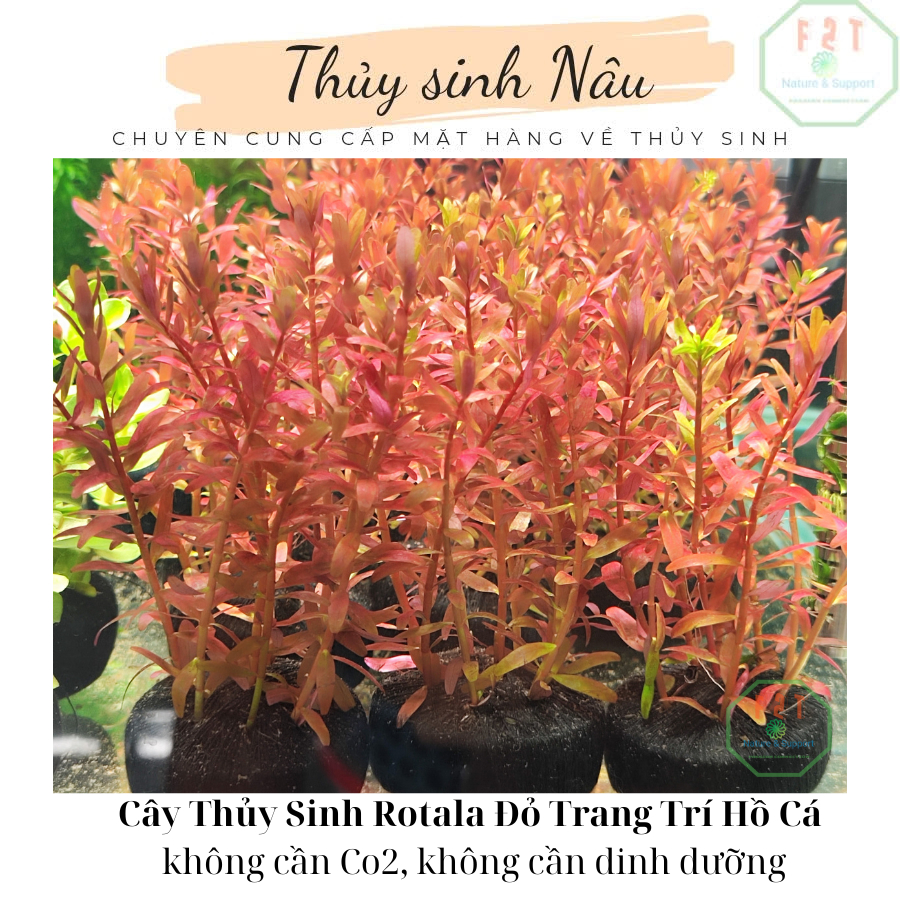 Cây Thủy Sinh Rotala Đỏ Gắn Giá Thể Lọc Nước, Trang Trí Hồ Cá thuysinhnau CGT01