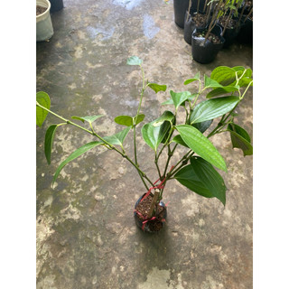 Chậu cây Tiêu chùm, Hồ Tiêu
