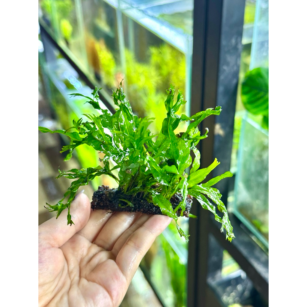 Cây thuỷ sinh Dương Xỉ Sừng Hươu gắn giá thể napad, không cần trồng nền, không cần Co2 trang trí thuỷ sinh