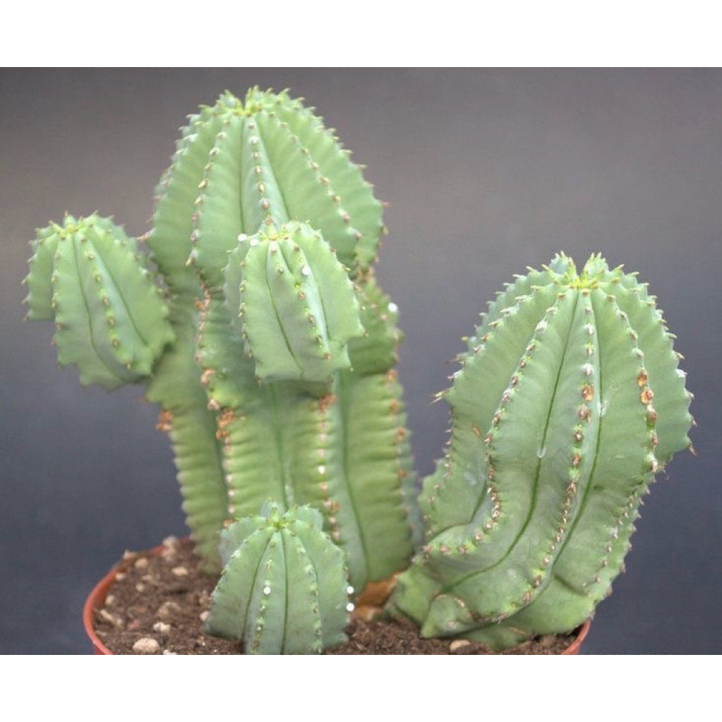 Xương rồng Euphorbia fruticosa Inermis