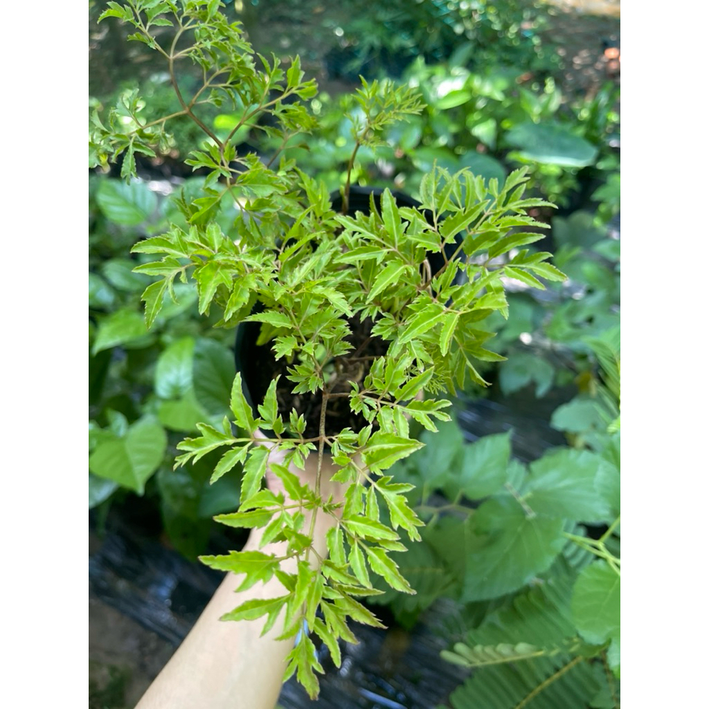 Cây Giống Đinh lăng lá nhỏ, Đinh lăng nếp chậu C7