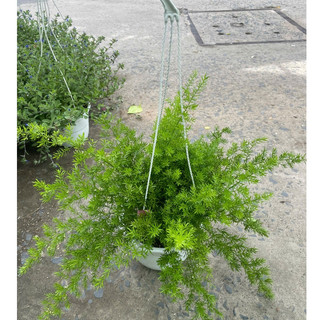 Cây thiên môn đông chậu treo trang trí nhà cửa, sân vườn - Giao hỏa tốc