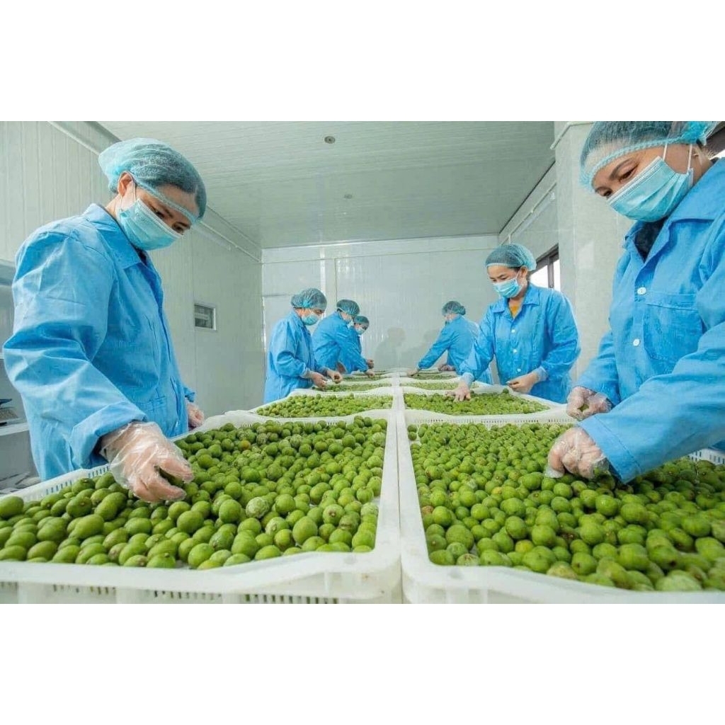 Hỏa tốc 500gr SẤU TƯƠI HÒA BÌNH CẤP ĐÔNG SẤU BÀ TAM