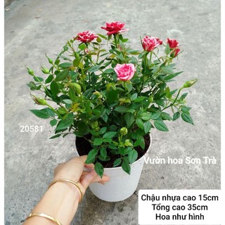 (VHST giao trong ngày) TỶ MUỘI HÀ LAN JULIO, đang hoa.