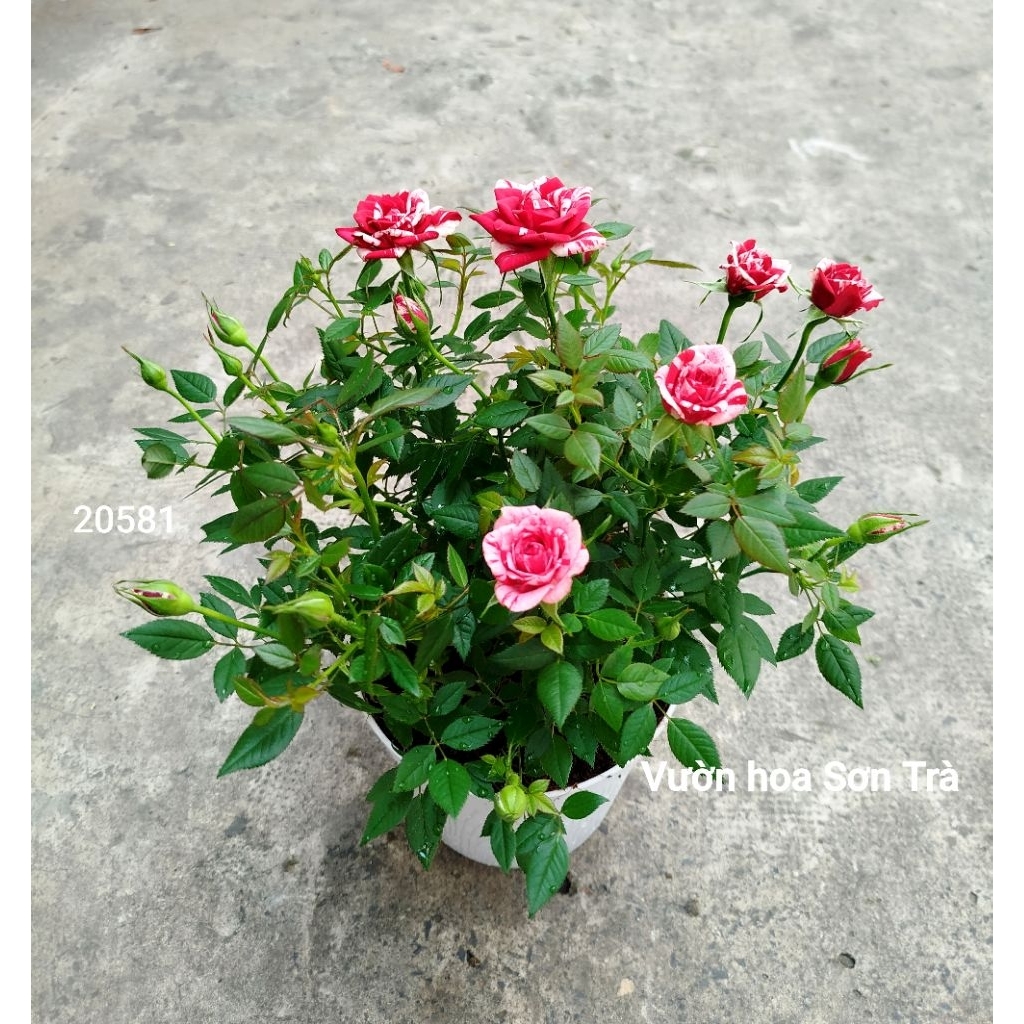 (VHST giao trong ngày) TỶ MUỘI HÀ LAN JULIO, đang hoa.