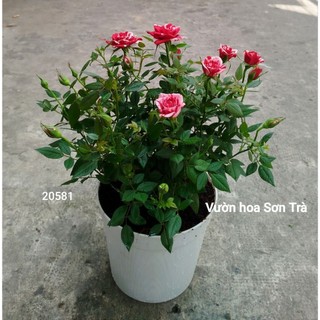 (VHST giao trong ngày) TỶ MUỘI HÀ LAN JULIO, đang hoa.