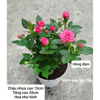 (VHST giao trong ngày) CÂY HOA HỒNG TỶ MUỘI HÀ LAN, thơm nhẹ, siêu hoa.
