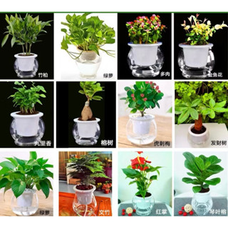  Bình nhựa trồng cây thuỷ sinh thông minh chậu tự tưới trồng cây và hoa trang trí văn phòng bàn làm việc phòng khách 