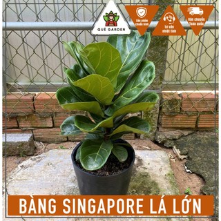 Cây Bàng Singapore Lá Lớn - Cao tông thể khoảng 60-70 cm - Decor sang trọng!