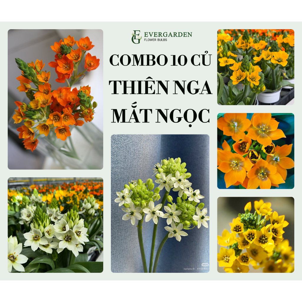 COMBO 10 củ hoa Thiên Nga Mắt Ngọc nhiều màu – Dễ trồng, nở đẹp, cho hoa quanh năm - kèm ngừa nấm