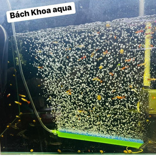 Thanh sủi Oxy dài 20/30/40/50/60cm đa dạng kích thước, phù hợp với nhiều bể cá