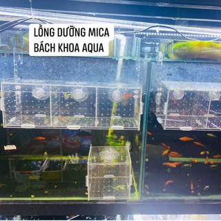 Lồng dưỡng cá cảnh mica, nhiều kích thước - Trong suốt, dễ quan sát, an toàn cho cá & tép