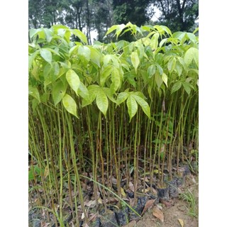 combo 2 cây giống hoa Mỹ nhân cao 20!30cm