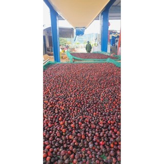 Cà phê nhân chưa rang sơ chế chất lượng cao
