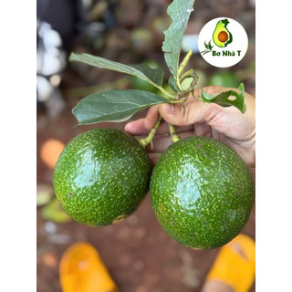 3kg Bơ Booth Lâm Đồng